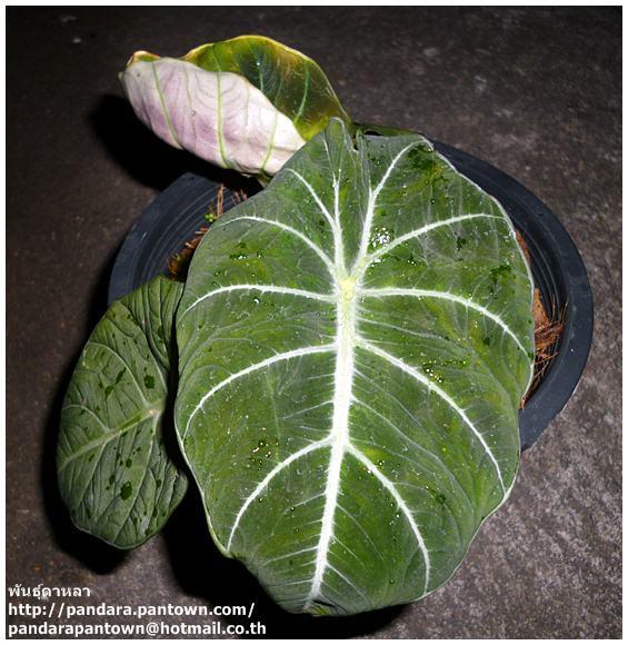 Alocasia Black Velvet | พันธุ์ดาหลา - เมืองเชียงใหม่ เชียงใหม่