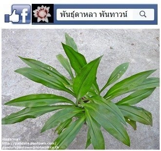 ว่านสิทธิโชคใบยาว