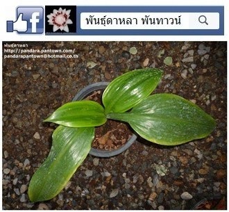 สิบแสนทองก้านสั้น