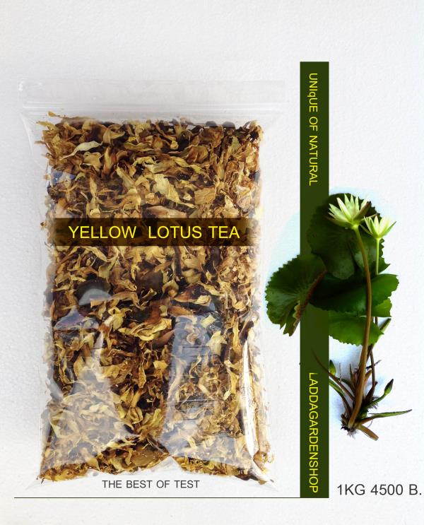 ชาบัวสีเหลือง yellow lotus tea | laddagarden - ลาดหลุมแก้ว ปทุมธานี