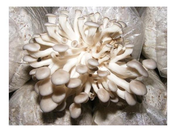 ขายก้อนเชื้อเห็ดนางฟ้าภูฐาน คุณภาพเยี่ยม | Sell Sarjor- caju Mushroom - ท่ามะกา กาญจนบุรี