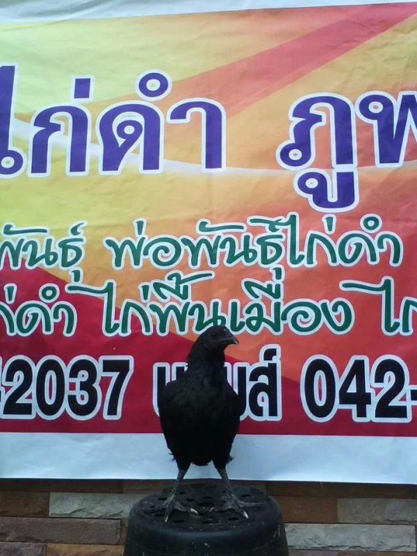 ไก่ดำ