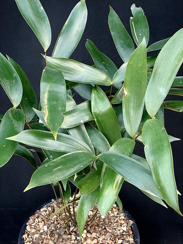 Ceratozamia latifolia | Suanpom(สวนผม) - สรรพยา ชัยนาท