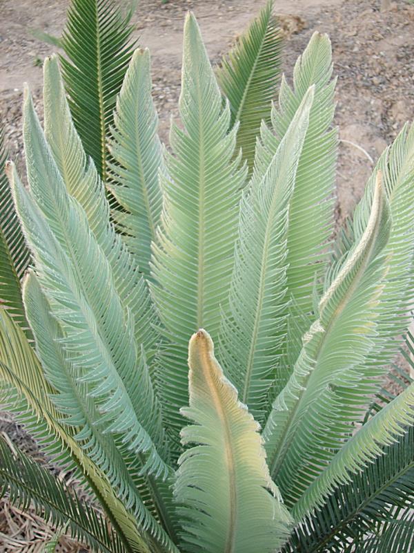 Dioon merolae