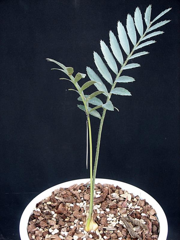 Encephalartos bubalinus | Suanpom(สวนผม) - สรรพยา ชัยนาท