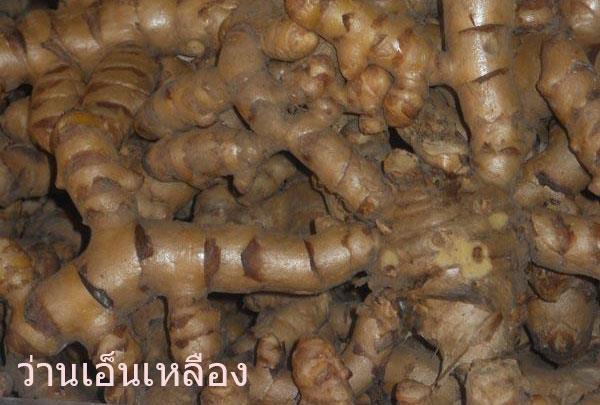 ว่านเอ็นเหลือสดๆ หอมๆ ใหญ่ | ไร่ทายาท - เขาค้อ เพชรบูรณ์