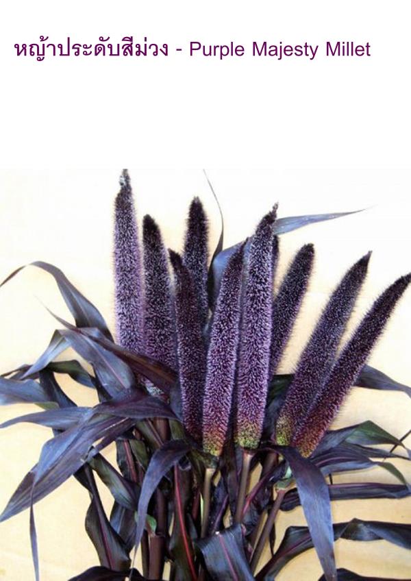 หญ้าประดับสีม่วง - Purple Majesty Millet