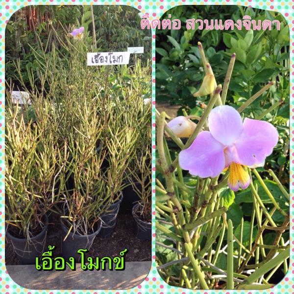 เอื้องโมกข์ | สวนแดงจินดา -  เชียงใหม่