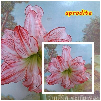 ว่านสี่ทิศ aprodite  | flower garden - เมืองจันทบุรี จันทบุรี