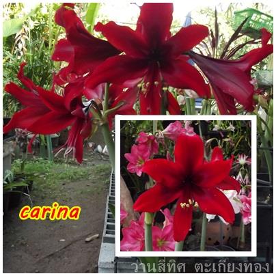 ว่านสีทิศ Carina   | flower garden - เมืองจันทบุรี จันทบุรี