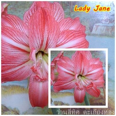 ว่านสี่ทิศ lady jane    | flower garden - เมืองจันทบุรี จันทบุรี