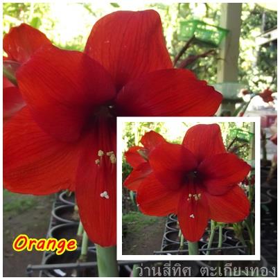ว่านสี่ทิศ orange     | flower garden - เมืองจันทบุรี จันทบุรี