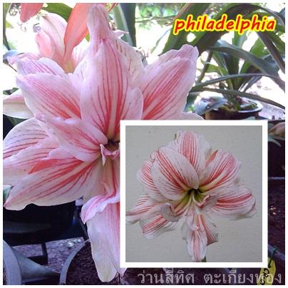 ว่านสีทิศ philadelphia  | flower garden - เมืองจันทบุรี จันทบุรี