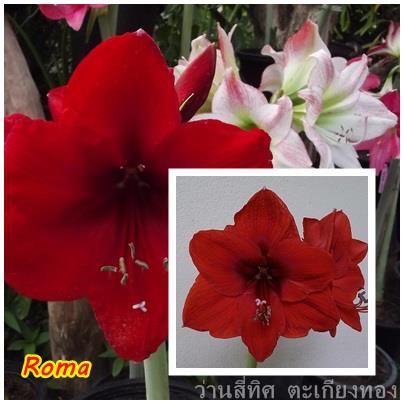 ว่านสี่ทิศ Roma  | flower garden - เมืองจันทบุรี จันทบุรี