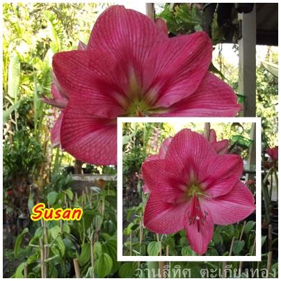 ว่านสี่ทิศ Susan    | flower garden - เมืองจันทบุรี จันทบุรี