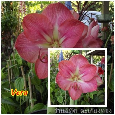 ว่านสีทิศ Vera     | flower garden - เมืองจันทบุรี จันทบุรี