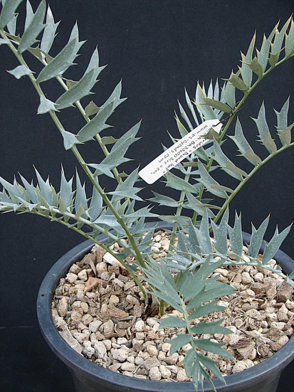 Encephalartos horridus 