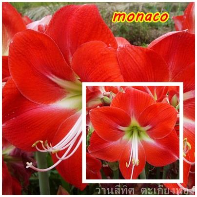 ว่านสี่ทิศ monaco | flower garden - เมืองจันทบุรี จันทบุรี