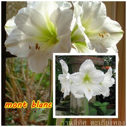 ว่านสี่ทิศ mont blanc | flower garden - เมืองจันทบุรี จันทบุรี