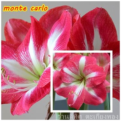 ว่านสี่ทิศ monte carlo