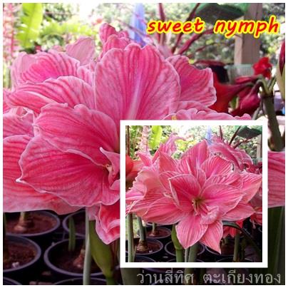 ว่านสี่ทิศ sweet nymph   | flower garden - เมืองจันทบุรี จันทบุรี