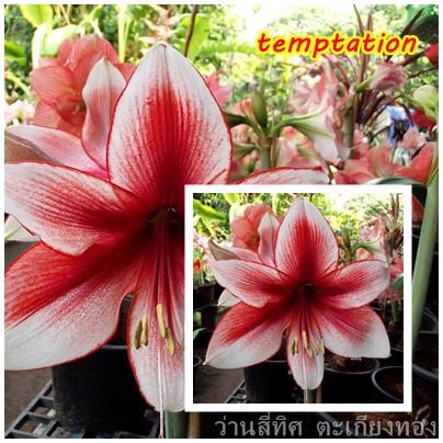 ว่านสี่ทิศ temptation | flower garden - เมืองจันทบุรี จันทบุรี