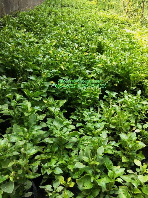 ต้นวอเตอร์เครส (ราชินีผัก) | สวนเกษตรอินทรีย์ - พนัสนิคม ชลบุรี