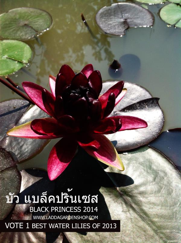 บัวแบล็กปริ้นเซส 2014 black princess | laddagarden - ลาดหลุมแก้ว ปทุมธานี