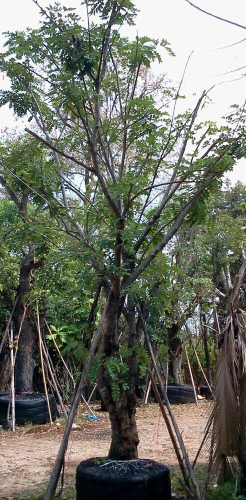 กัลปพฤกษ10" | สวนทวี - เมืองปราจีนบุรี ปราจีนบุรี