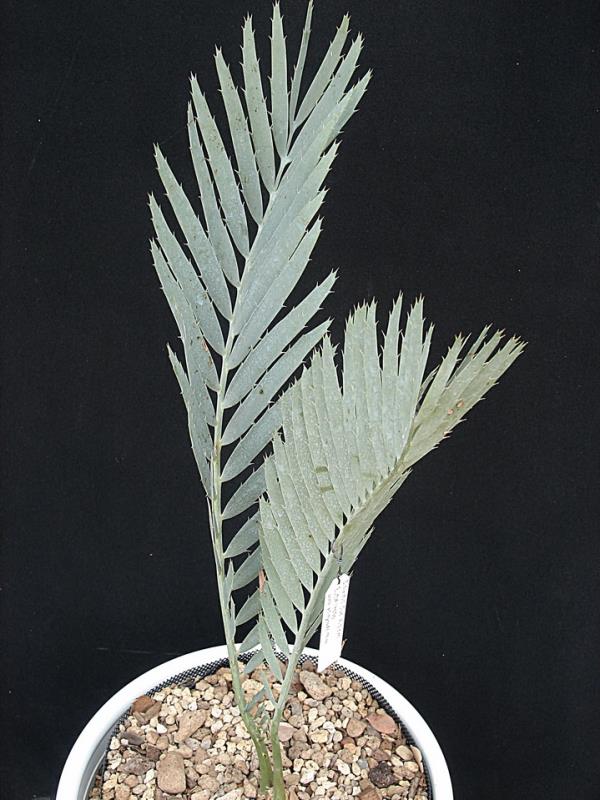 Encephalartos cupidus "robusta form" | Suanpom(สวนผม) - สรรพยา ชัยนาท