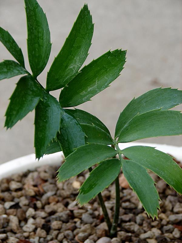 Encephalartos woodii hybrid | Suanpom(สวนผม) - สรรพยา ชัยนาท