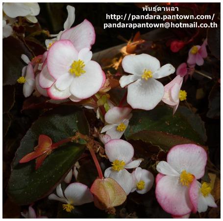 Begonia Adam Pink P