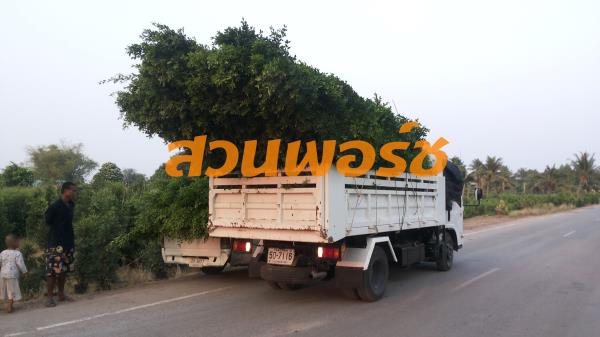 ไทรเกาหลี 2 ม. ลูกค้ามารับเอง | สวนพอร์ช - องครักษ์ นครนายก