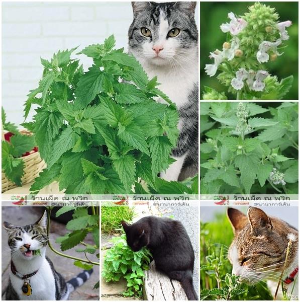 แคทนิป - Catnip Herb For Cat | พีพีเมล็ดพันธุ์ - เมืองมหาสารคาม มหาสารคาม