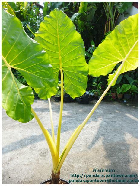 Alocasia Lutea