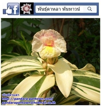 เอื้องหมายนาสามสีใบด่าง | พันธุ์ดาหลา - เมืองเชียงใหม่ เชียงใหม่