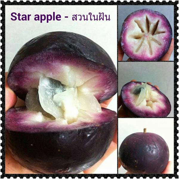 ต้น star apple ไม้ผลน่าปลูก