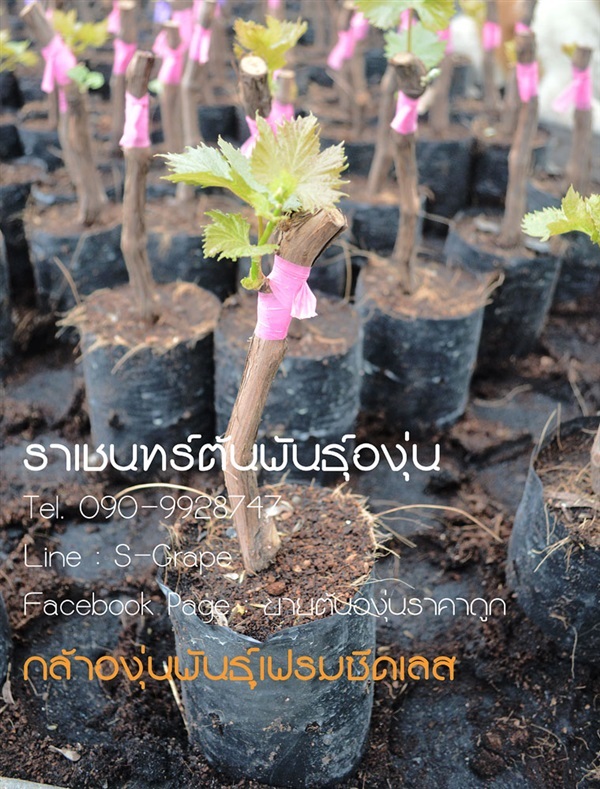 ขายต้นองุ่นแดง ไร้เมล็ด (เฟรม) | ราเชนทร์ต้นพันธุ์องุ่น - หนองแขม กรุงเทพมหานคร