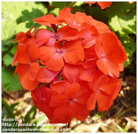 Geranium Red | พันธุ์ดาหลา - เมืองเชียงใหม่ เชียงใหม่