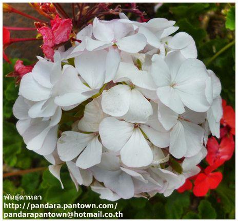 Geranium Withe | พันธุ์ดาหลา - เมืองเชียงใหม่ เชียงใหม่