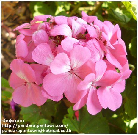 Geranium Pink | พันธุ์ดาหลา - เมืองเชียงใหม่ เชียงใหม่