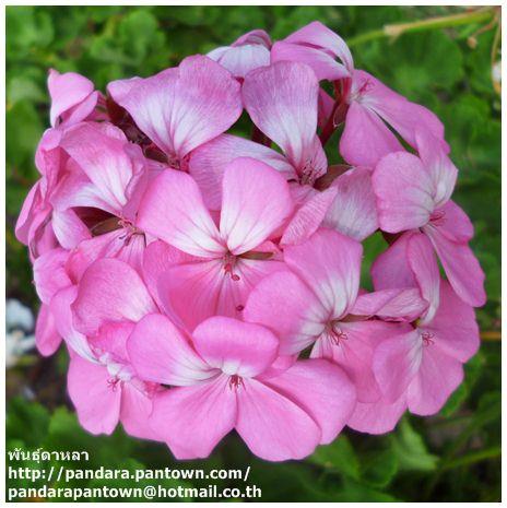 Geranium Violet