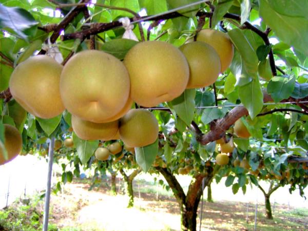 Chinese pear สาลี่ | สวนเชียงรุ้งพันธุ์ไม้ - เมืองเชียงราย เชียงราย