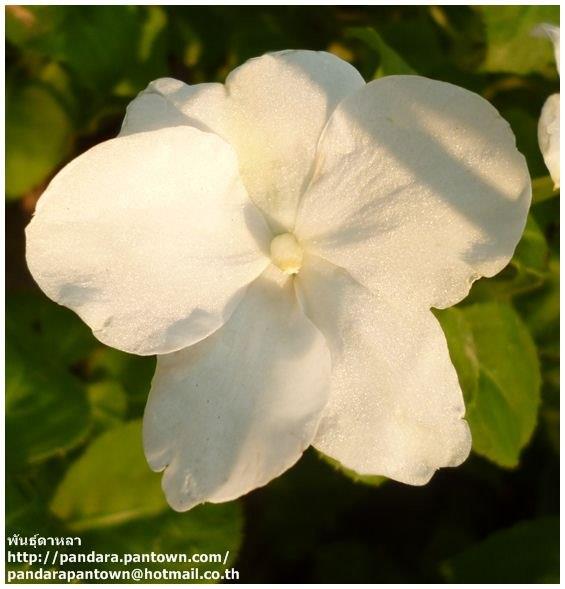 เทียนญี่ปุ่น | พันธุ์ดาหลา - เมืองเชียงใหม่ เชียงใหม่