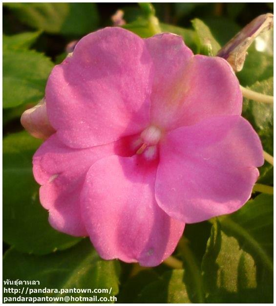 เทียนญี่ปุ่น | พันธุ์ดาหลา - เมืองเชียงใหม่ เชียงใหม่