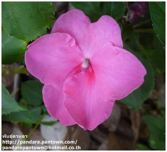 เทียนญี่ปุ่น | พันธุ์ดาหลา - เมืองเชียงใหม่ เชียงใหม่