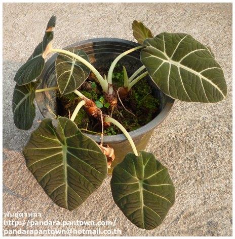 Alocasia reginula | พันธุ์ดาหลา - เมืองเชียงใหม่ เชียงใหม่