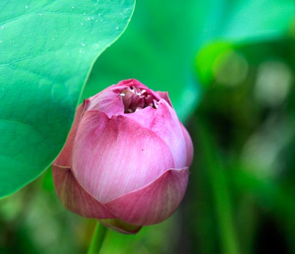 ไหลพันธุ์บัวตัดดอก | ชัยวัฒน์. เมล็ดพันธุ์บัว - อรัญประเทศ สระแก้ว