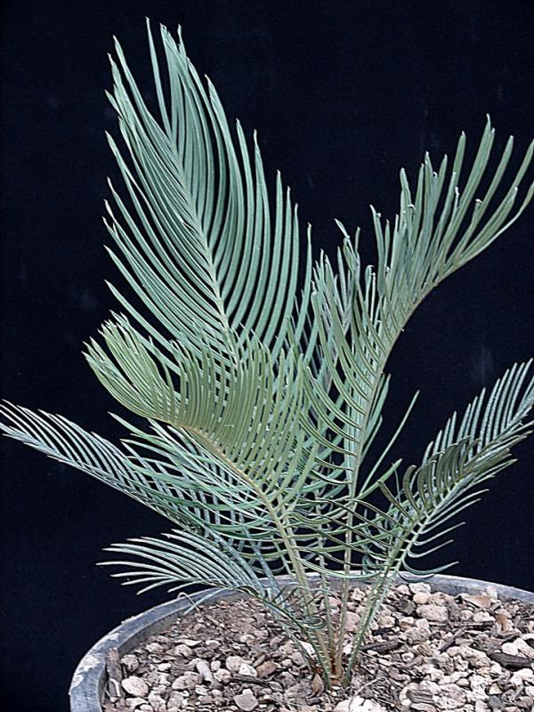 Cycas platyphylla