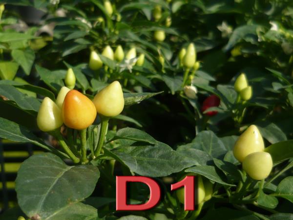 พริกรหัส D1 | ทีมวิจัยและพัฒนาพันธุ์พืช ต.คลองตัน - บ้านแพ้ว สมุทรสาคร
